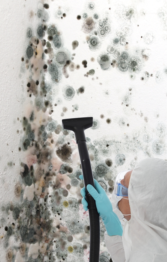 About Mold