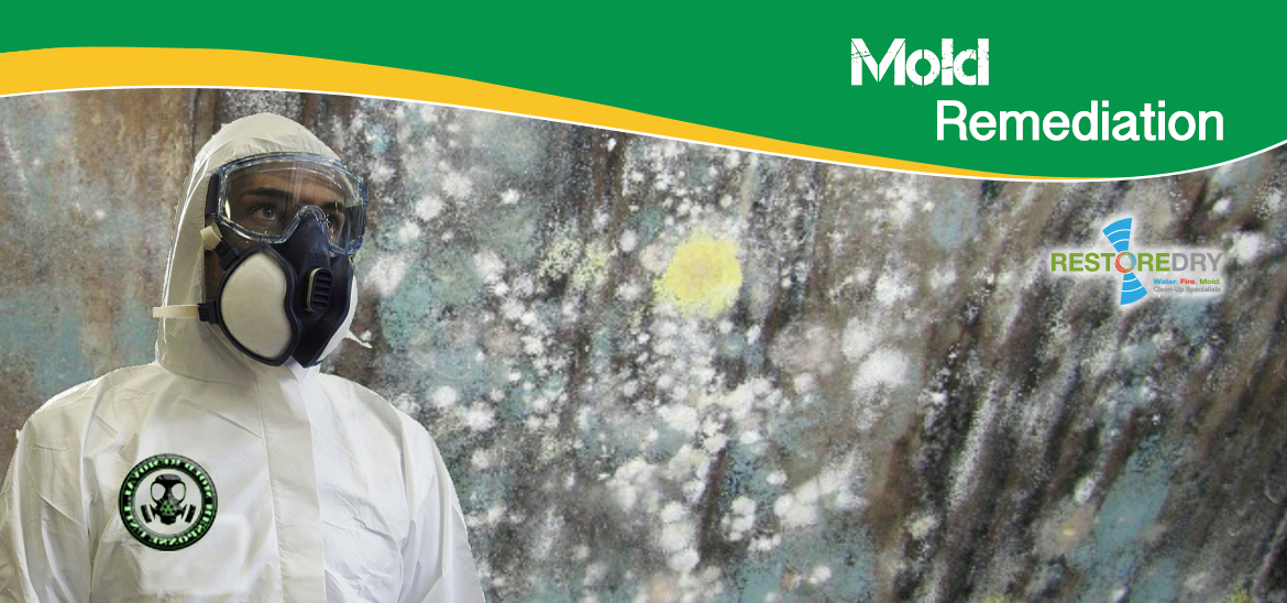 Mold Remediation